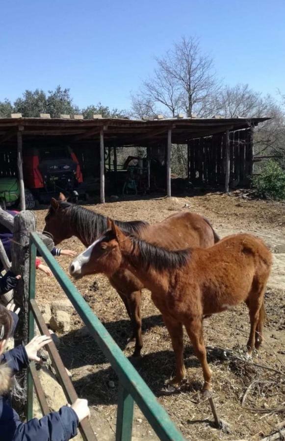 Farm stay Bio Agriturismo Il Cavone