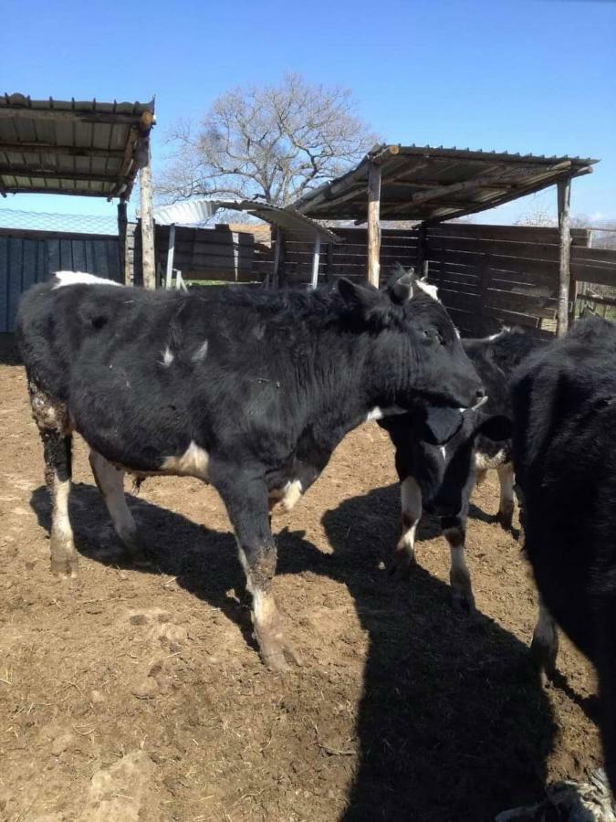 Bio Agriturismo Il Cavone Farm stay